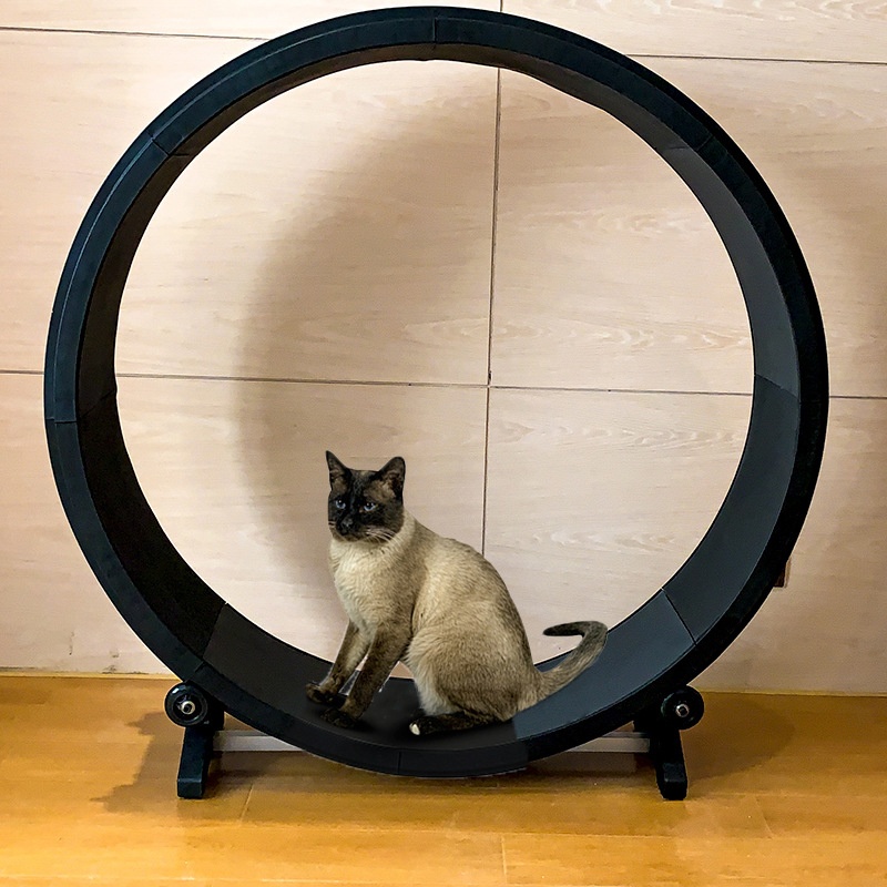 Cat Treadmill, Fitness, Weight Loss, Claw Grinding, Multi-functional Silent Treadmill, Cat Toy